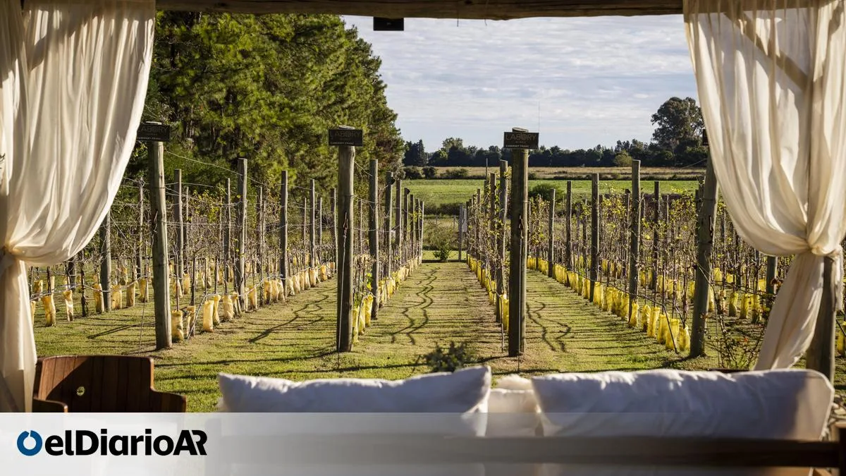 Escapadas a viñedos y olivares bonaerenses para el finde largo de octubre